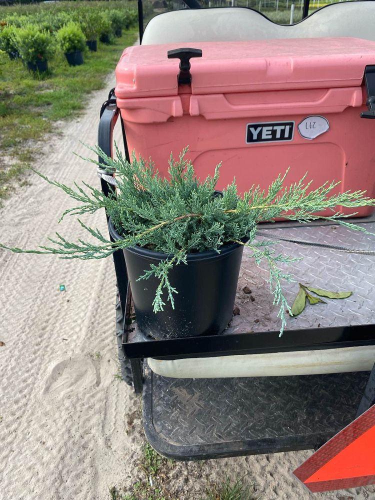 juniperus-virginiana-grey-owl-eastern-red-cedar
