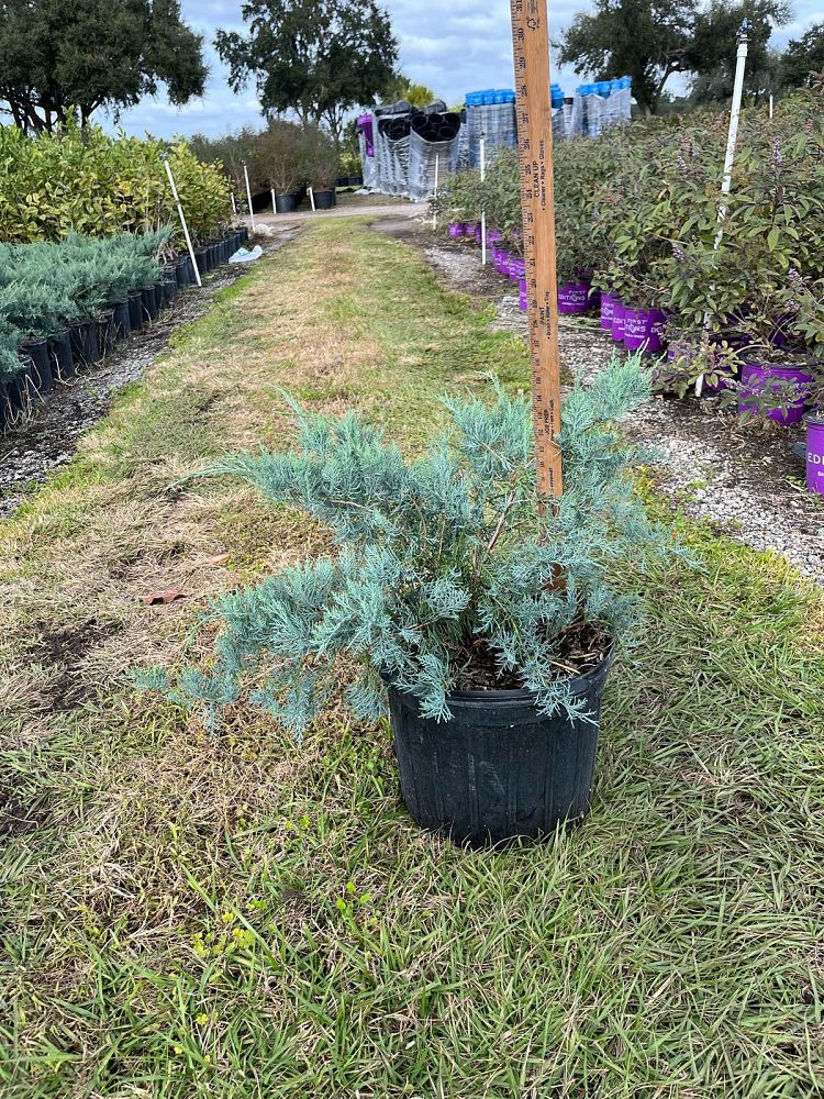 juniperus-virginiana-grey-owl-eastern-red-cedar