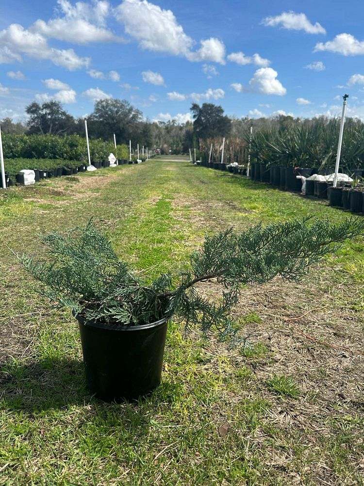 juniperus-virginiana-grey-owl-eastern-red-cedar