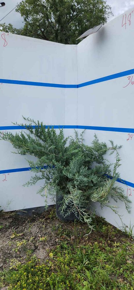 juniperus-virginiana-grey-owl-eastern-red-cedar