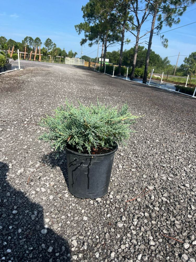 juniperus-virginiana-grey-owl-eastern-red-cedar
