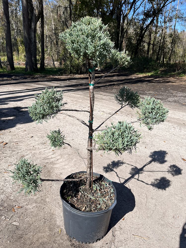juniperus-virginiana-grey-owl-topiary-pompom-eastern-red-cedar