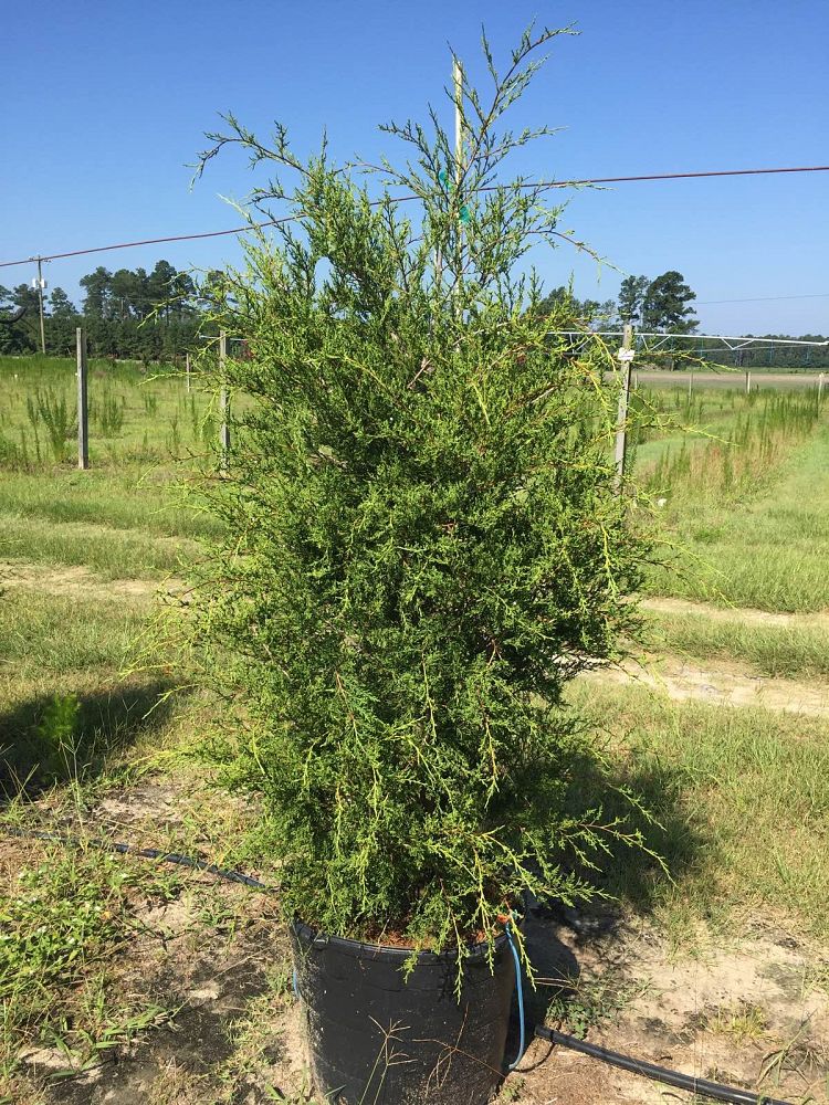 juniperus-virginiana-high-shoals-eastern-red-cedar