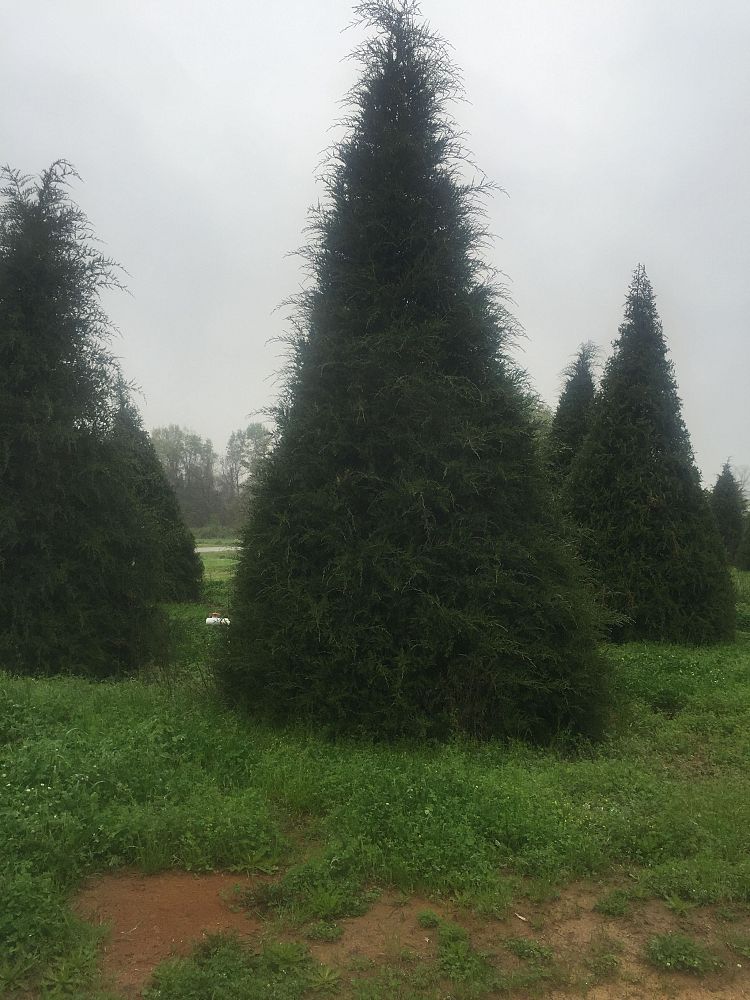 juniperus-virginiana-high-shoals-eastern-red-cedar