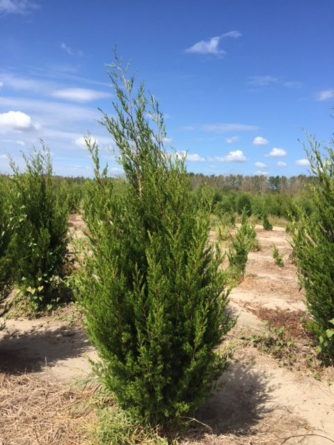juniperus-virginiana-hillspire-eastern-red-cedar