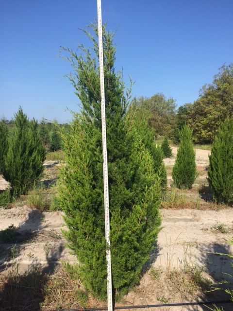 juniperus-virginiana-hillspire-eastern-red-cedar