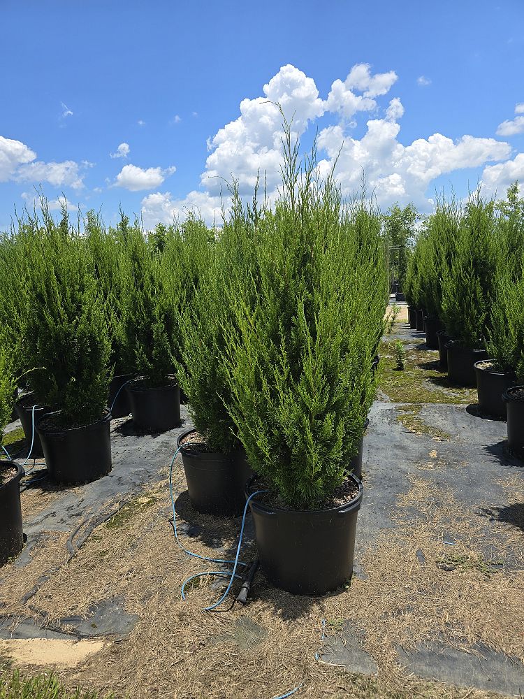 juniperus-virginiana-idyllwild-eastern-red-cedar
