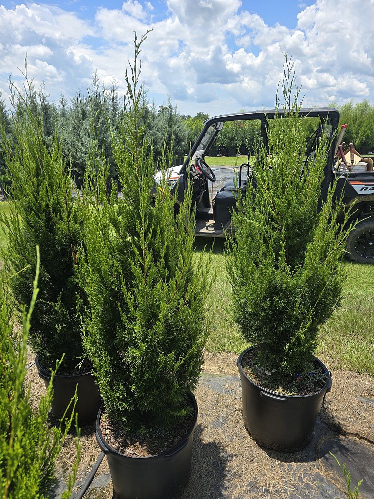 juniperus-virginiana-idyllwild-eastern-red-cedar