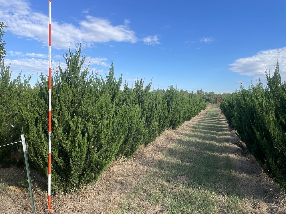 juniperus-virginiana-idyllwild-eastern-red-cedar
