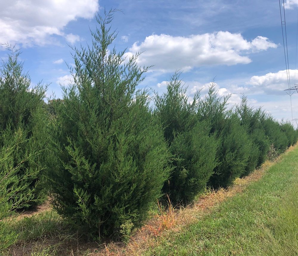 juniperus-virginiana-jcf-jacks-creek-eastern-red-cedar