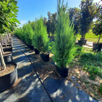 juniperus-virginiana-silicicola-juniperous-virginiana-siliciola-can-src1-pp31063-fuzzy-wuzzy