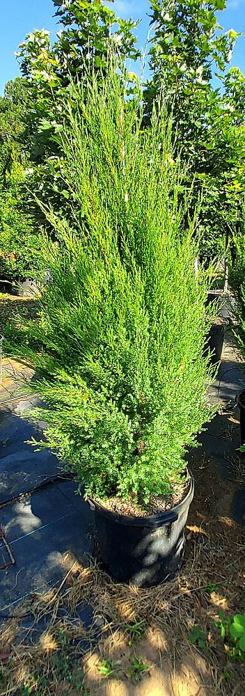 juniperus-virginiana-silicicola-juniperous-virginiana-siliciola-can-src1-pp31063-fuzzy-wuzzy