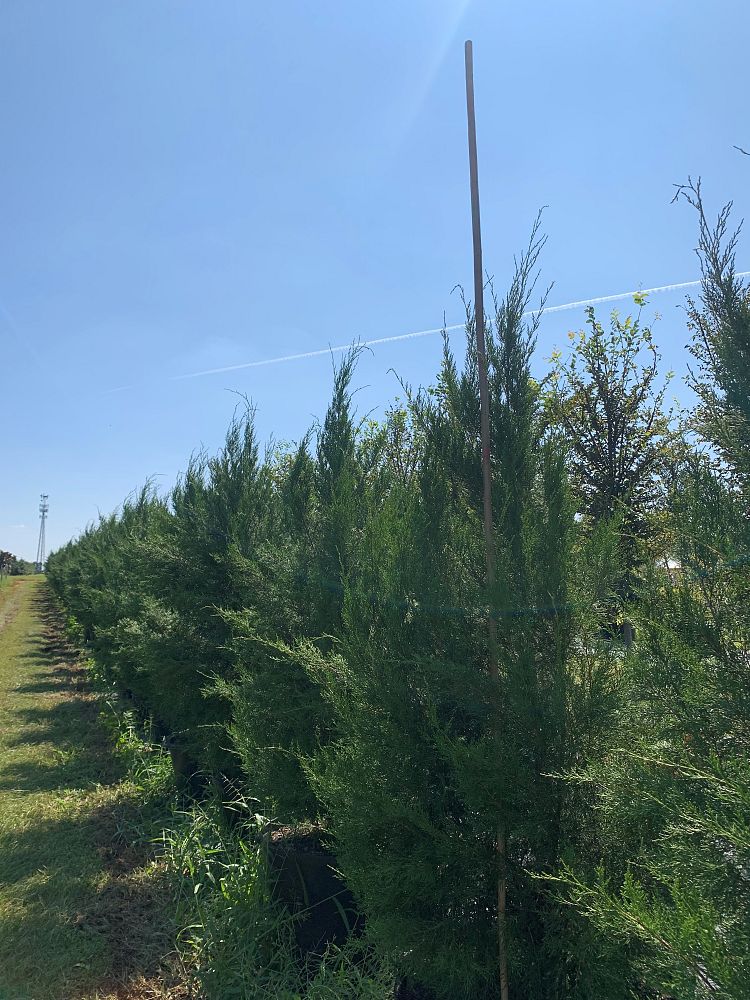 juniperus-virginiana-silicicola-juniperous-virginiana-siliciola-can-src1-pp31063-fuzzy-wuzzy