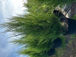 juniperus-virginiana-silicicola-juniperous-virginiana-siliciola-can-src1-pp31063-fuzzy-wuzzy