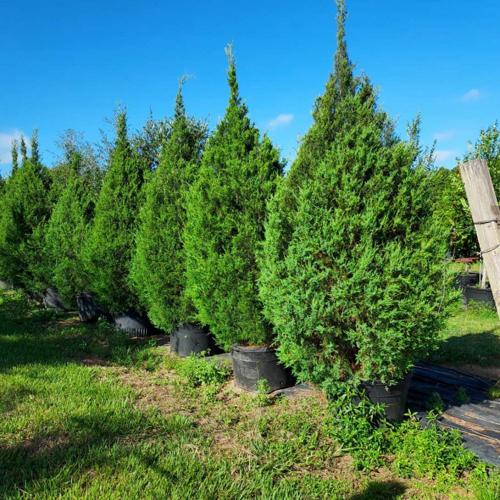 juniperus-virginiana-silicicola-juniperous-virginiana-siliciola-can-src1-pp31063-fuzzy-wuzzy