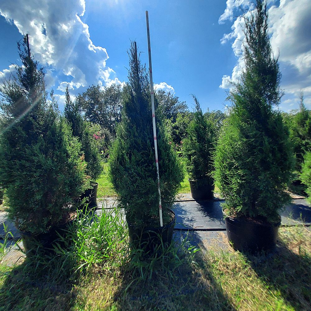 juniperus-virginiana-silicicola-juniperous-virginiana-siliciola-can-src1-pp31063-fuzzy-wuzzy