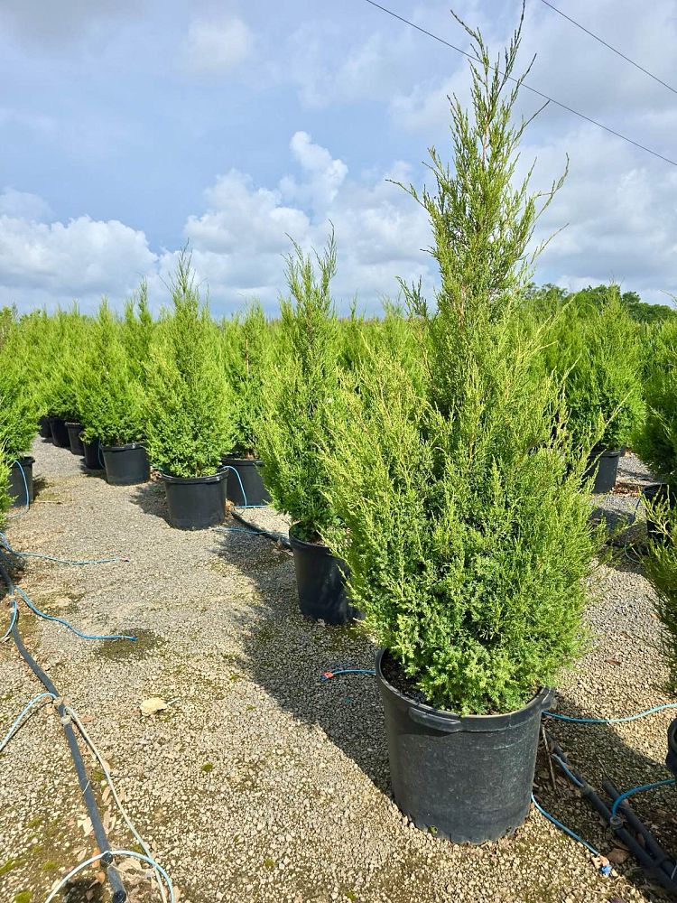 juniperus-virginiana-silicicola-juniperous-virginiana-siliciola-can-src1-pp31063-fuzzy-wuzzy