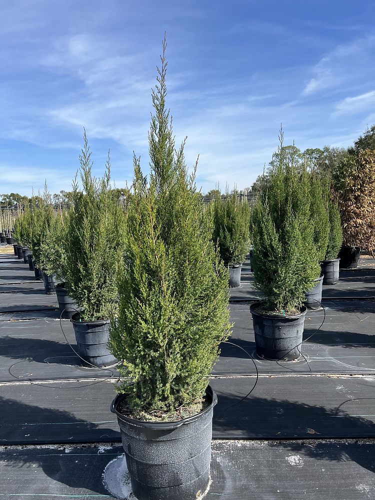 juniperus-virginiana-silicicola-juniperous-virginiana-siliciola-can-src1-pp31063-fuzzy-wuzzy
