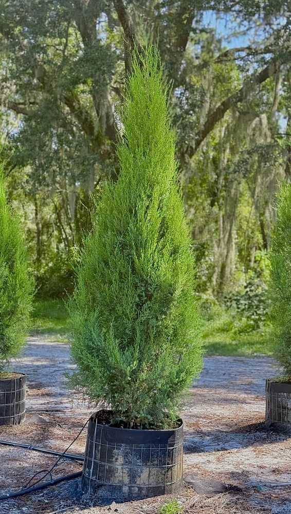 juniperus-virginiana-silicicola-juniperous-virginiana-siliciola-can-src1-pp31063-fuzzy-wuzzy