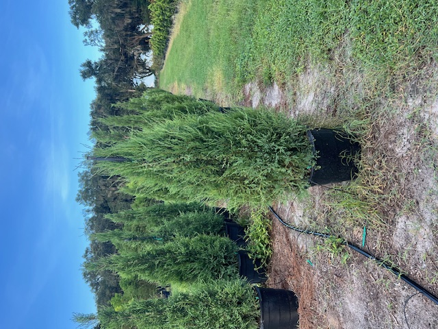 juniperus-virginiana-silicicola-juniperous-virginiana-siliciola-can-src1-pp31063-fuzzy-wuzzy