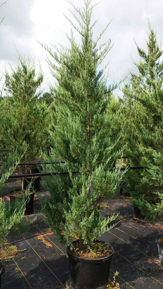 juniperus-virginiana-silicicola-new-bold-southern-red-cedar