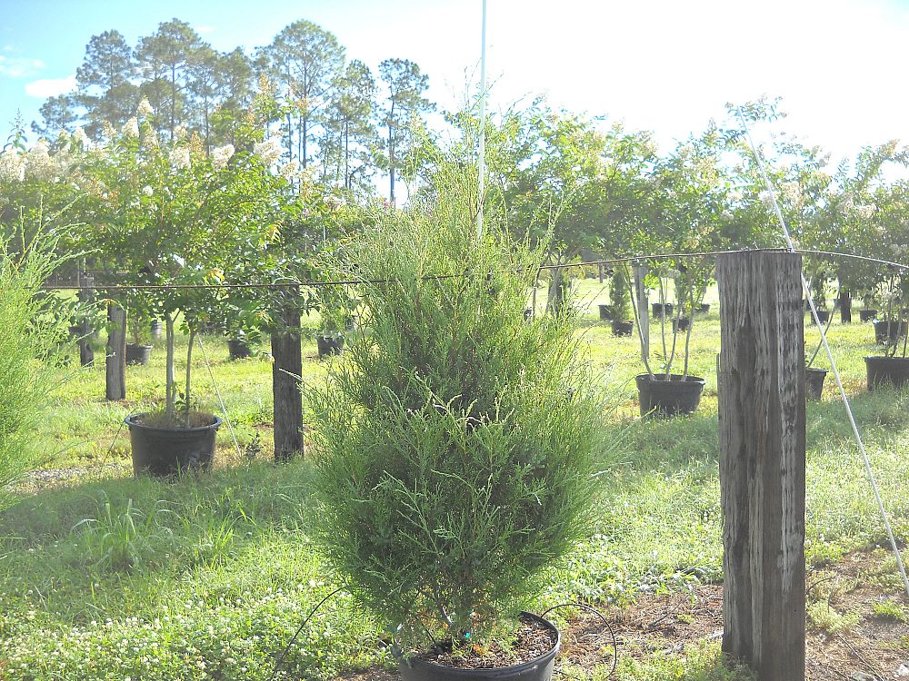 juniperus-virginiana-silicicola-robin-blue-improved-southern-red-cedar