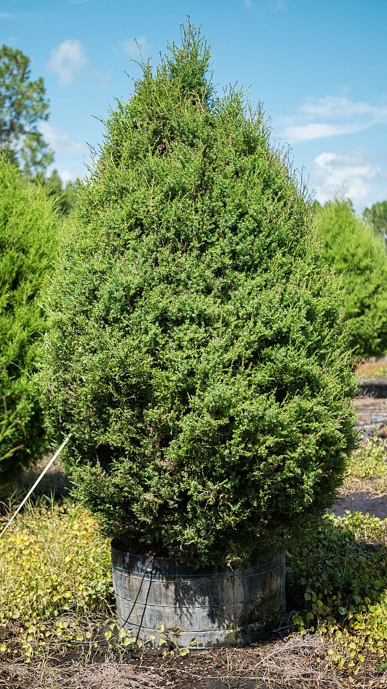 juniperus-virginiana-silicicola-robin-blue-improved-southern-red-cedar