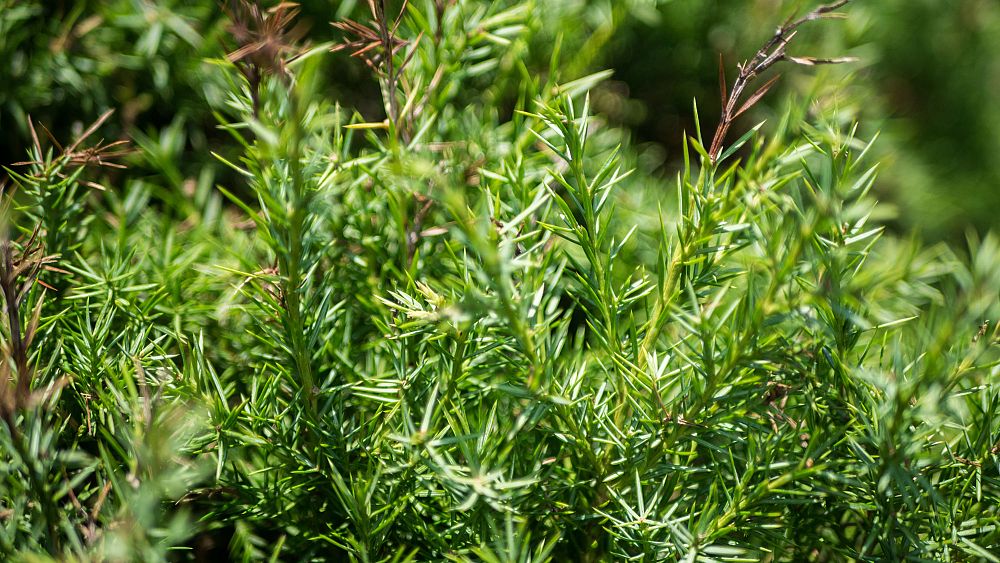 juniperus-virginiana-silicicola-robin-blue-improved-southern-red-cedar