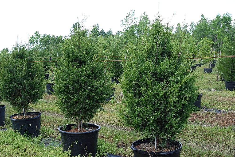 juniperus-virginiana-silicicola-robin-blue-improved-southern-red-cedar