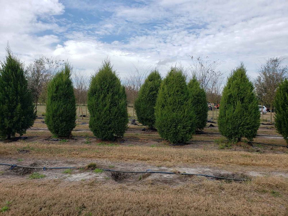 juniperus-virginiana-silicicola-robin-blue-improved-southern-red-cedar