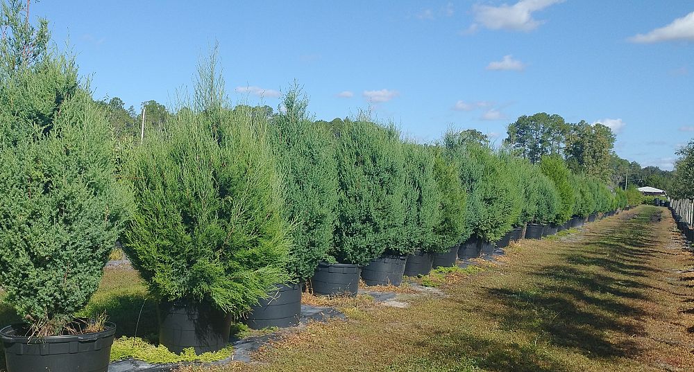 juniperus-virginiana-silicicola-robin-blue-improved-southern-red-cedar