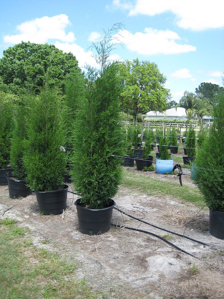 Mcmullen Whole Nursery Inc Plantant Juniperus Virginiana Silicicola Southern Red Cedar