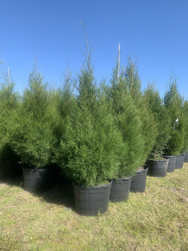 Centurylink Net Login >> Lake Kirkland Nursery & Tree Farm | plantANT.com Centurylink Net Login >> Lake Kirkland Nursery & Tree Farm | plantANT.com