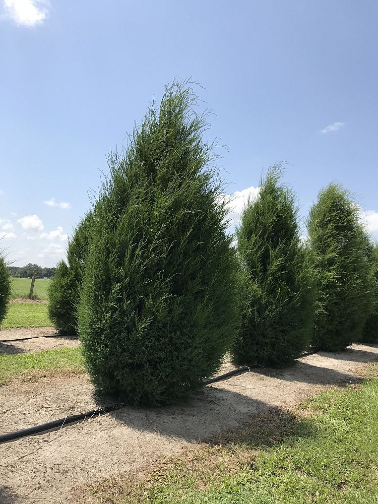 Lancaster Trees & Shrubs