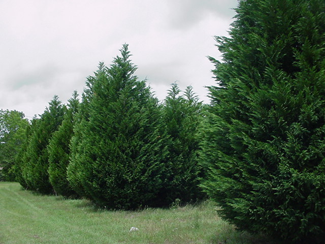 juniperus-virginiana-silicicola-southern-red-cedar
