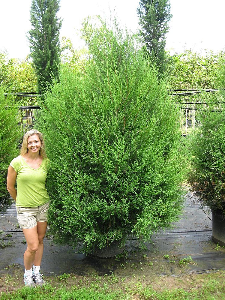 juniperus-virginiana-silicicola-southern-red-cedar