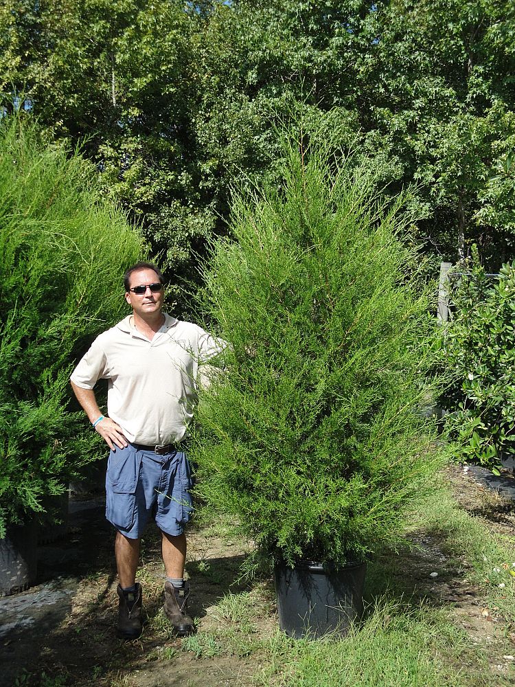 juniperus-virginiana-silicicola-southern-red-cedar