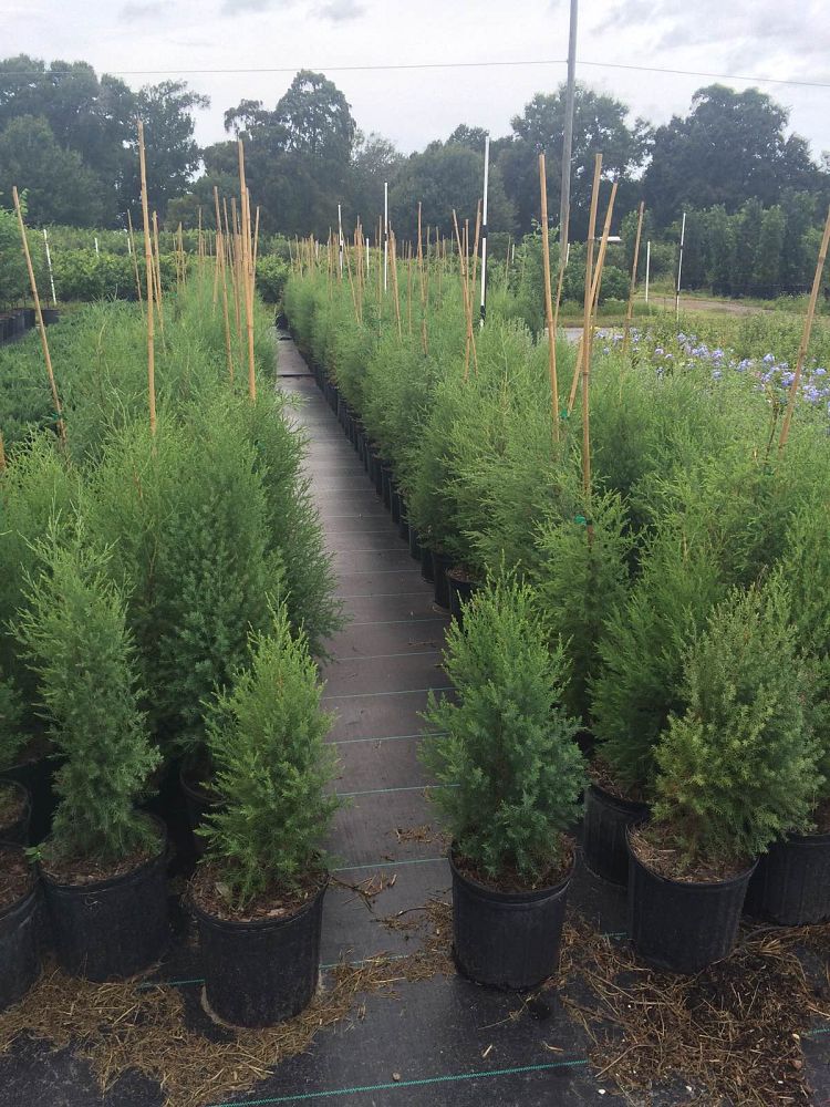 juniperus-virginiana-silicicola-southern-red-cedar