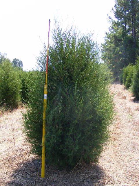 juniperus-virginiana-silicicola-southern-red-cedar