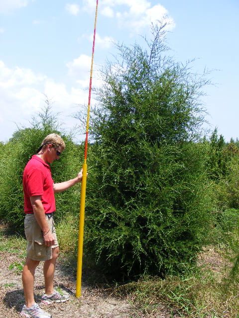 juniperus-virginiana-silicicola-southern-red-cedar