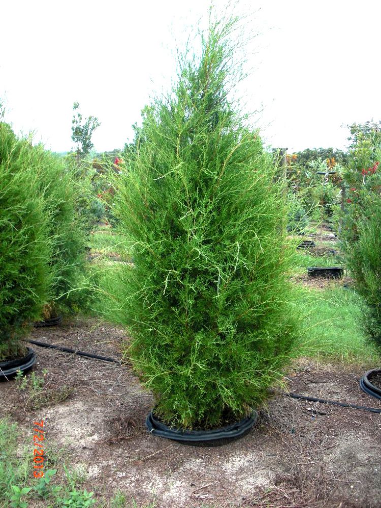 juniperus-virginiana-silicicola-southern-red-cedar