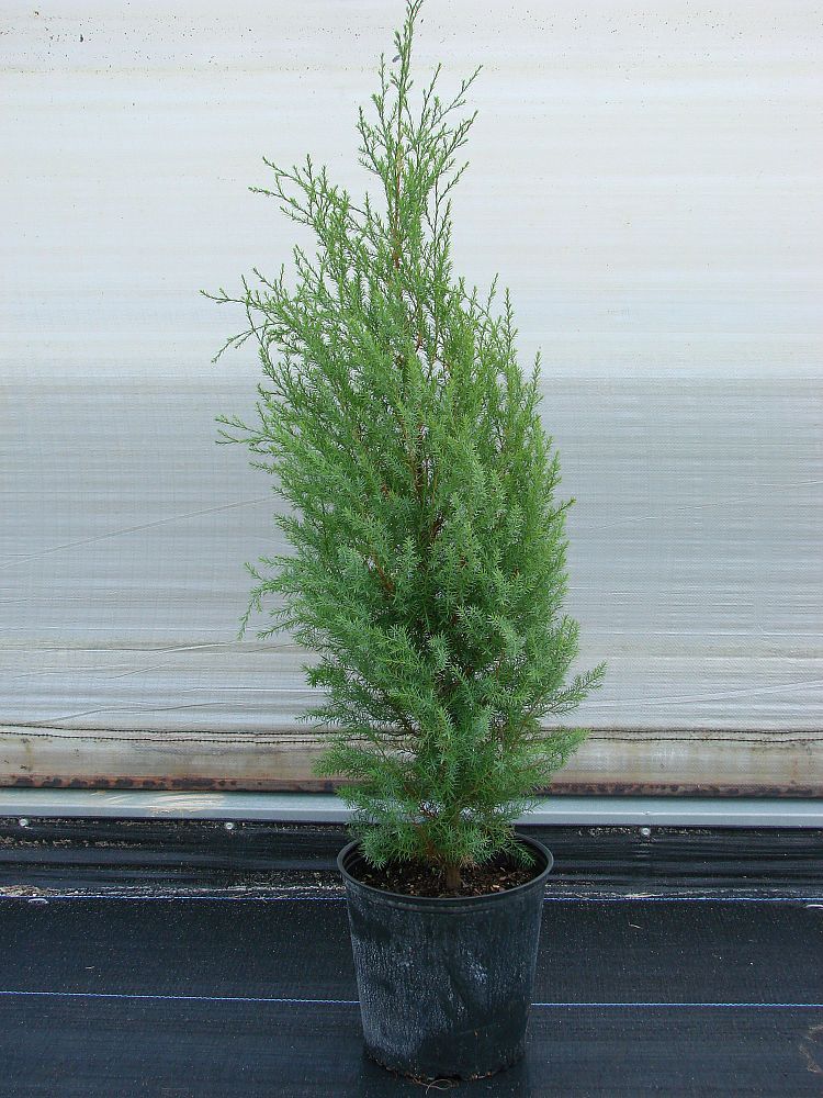 juniperus-virginiana-silicicola-southern-red-cedar