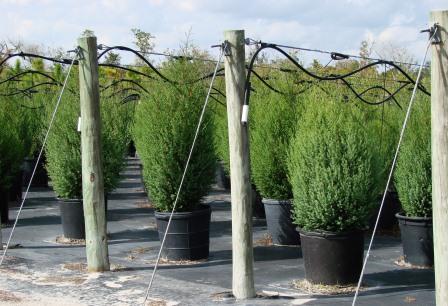 juniperus-virginiana-silicicola-southern-red-cedar