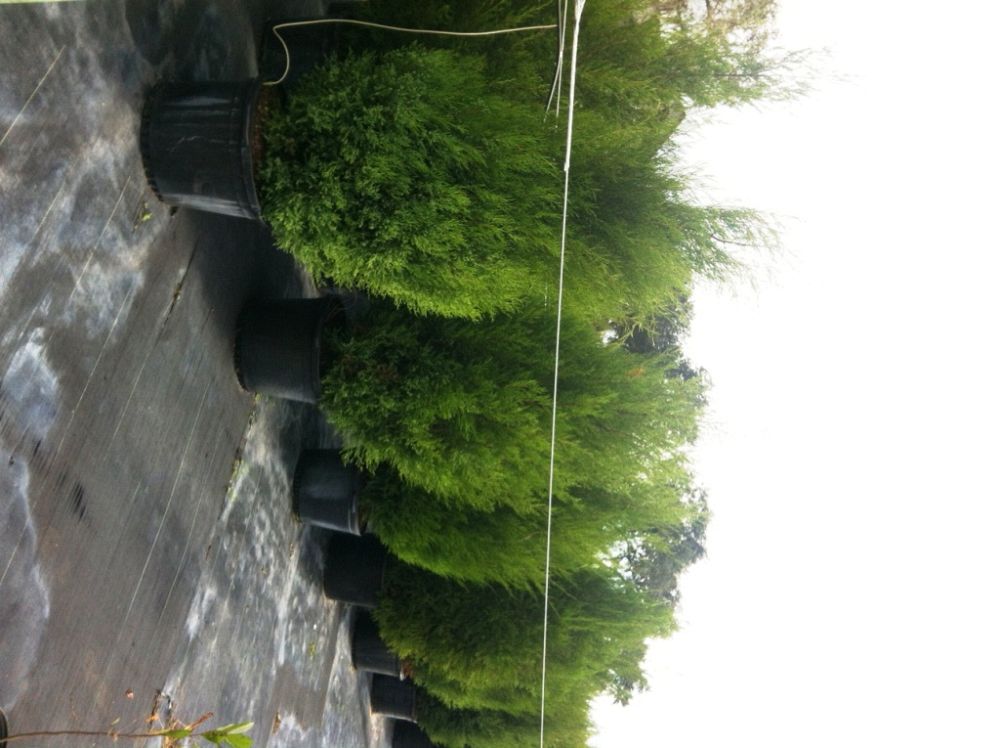 juniperus-virginiana-silicicola-southern-red-cedar