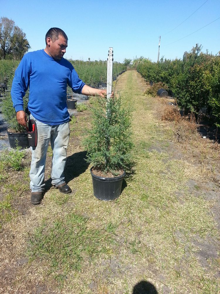 juniperus-virginiana-silicicola-southern-red-cedar