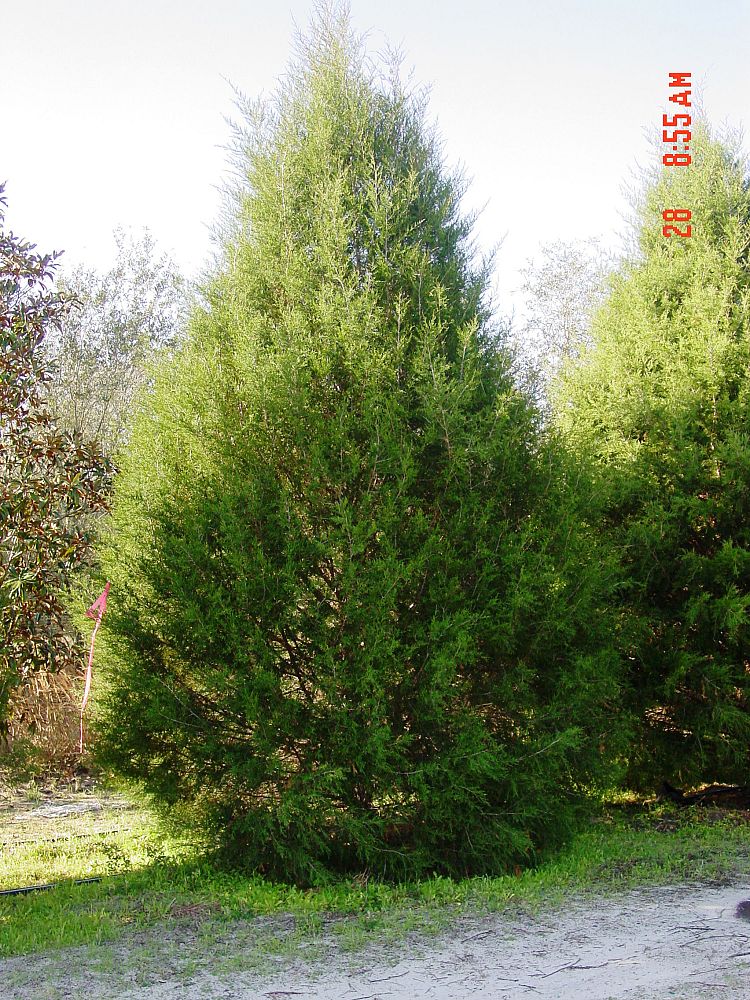 juniperus-virginiana-silicicola-southern-red-cedar