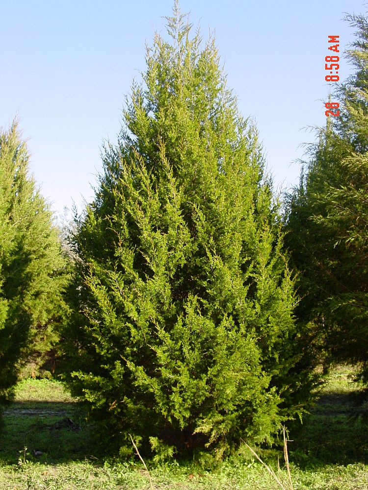 juniperus-virginiana-silicicola-southern-red-cedar