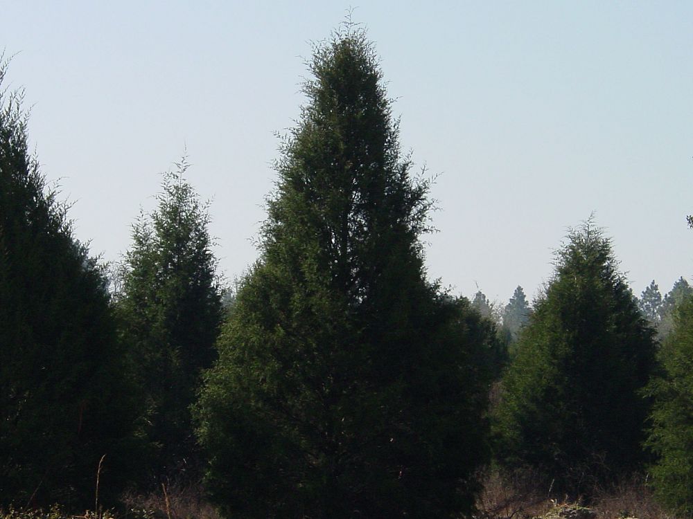 juniperus-virginiana-silicicola-southern-red-cedar