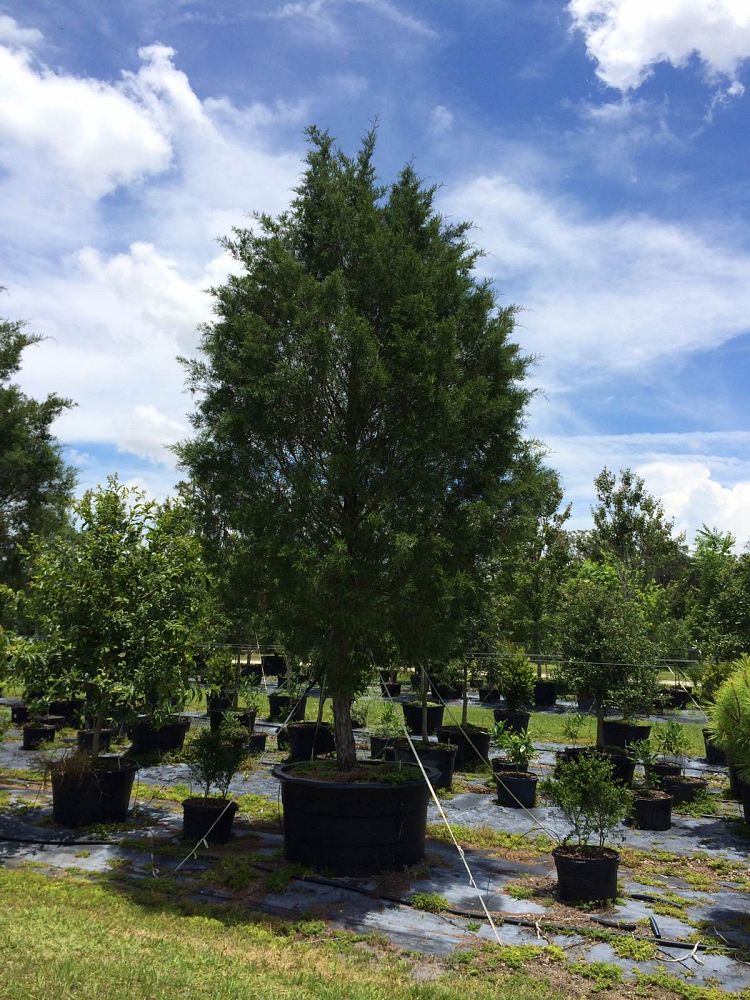 juniperus-virginiana-silicicola-southern-red-cedar