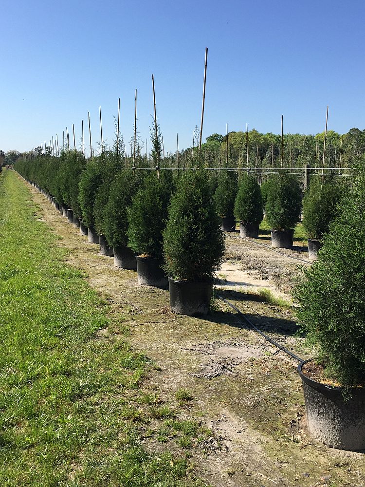 juniperus-virginiana-silicicola-southern-red-cedar